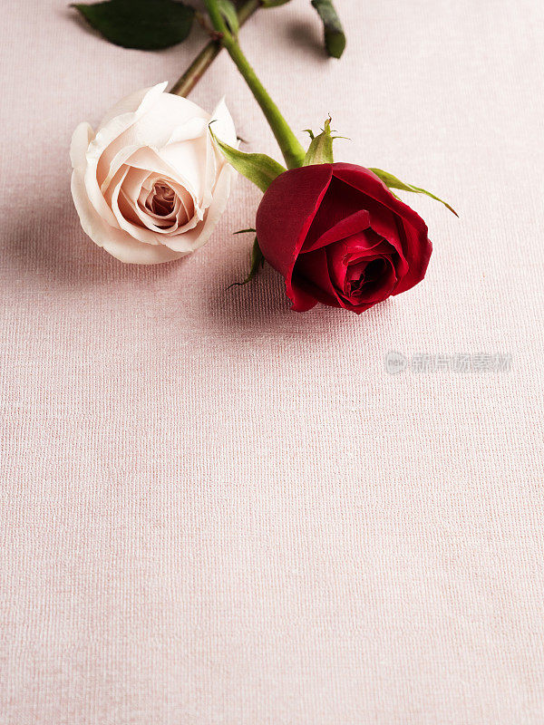玫瑰,情人节' day,纸张,页面